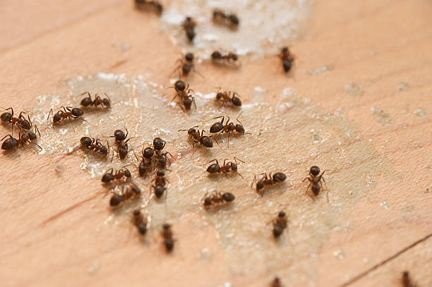 Best Pest Control Near Me  in Avon By The Sea, NJ